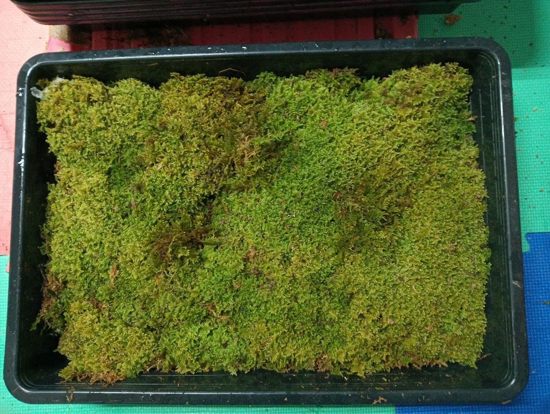 シノブゴケ 10トレー 苔 苔玉 苔リウム 苔テラリウム こけ コケ シノブゴケ 10トレー 苔 苔玉 苔リウム 苔テラリウム こけ コケ